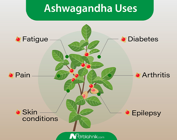Ashwagandha Uses