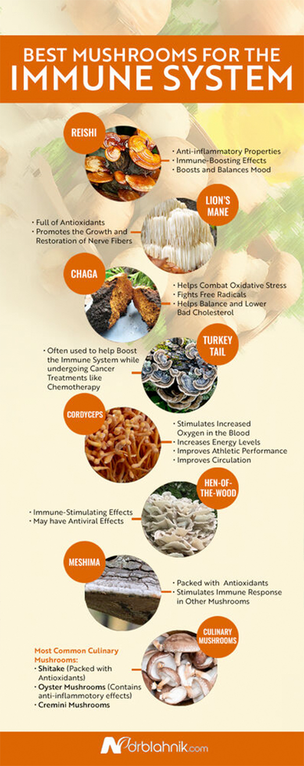 Mushroom Immune System Infographic