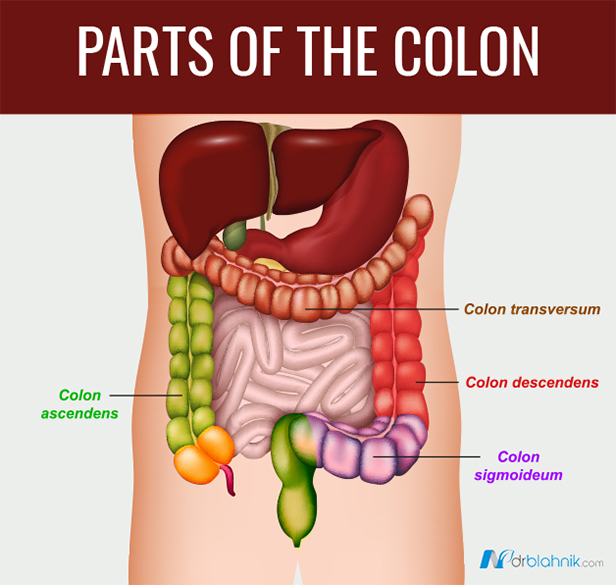 Parts of Colon