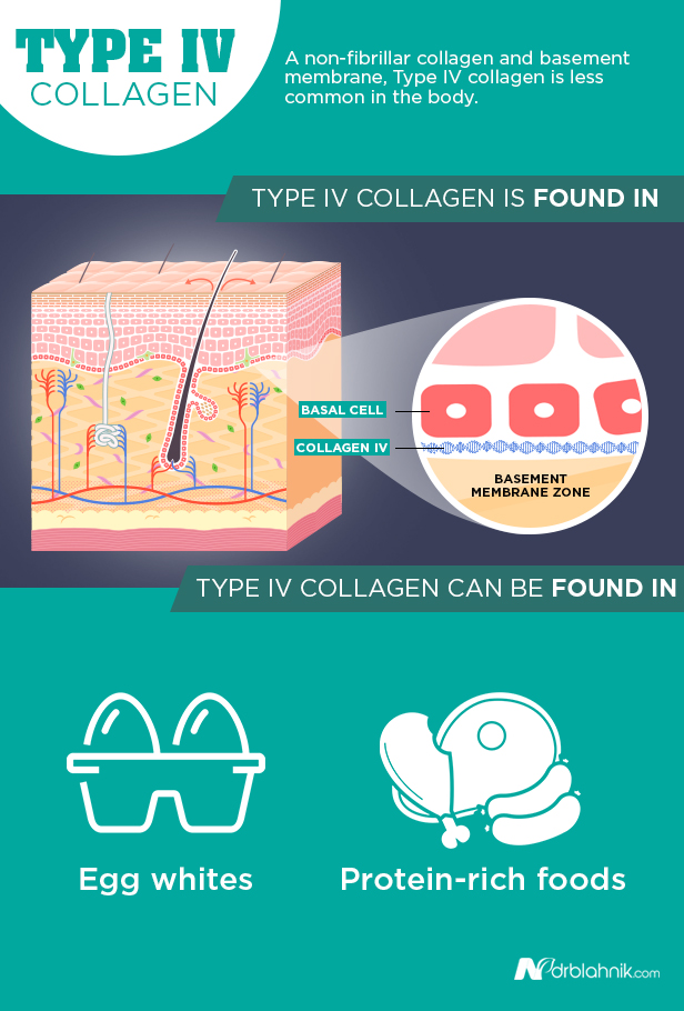 Type IV Collagen